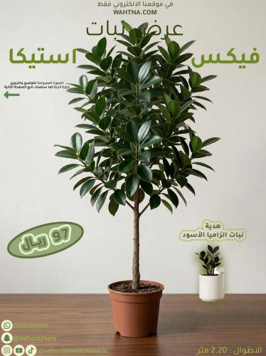 عرض | فيكس استيكا