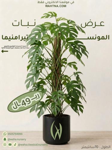 عرض | مونستيرا منيما