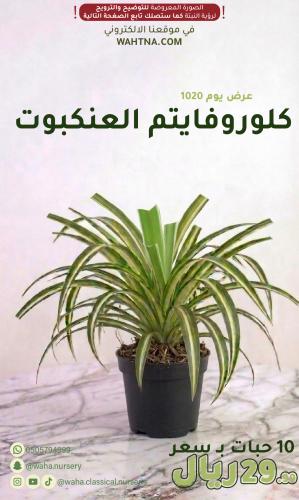 عرض | كلوروفايتم العنكبوت