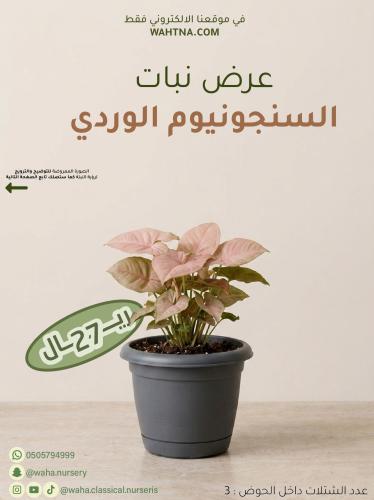 عرض | السنجونيوم الوردي