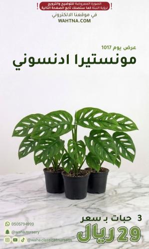 عرض | مونستيرا ادنسوني