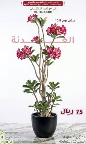 عرض | العدنة