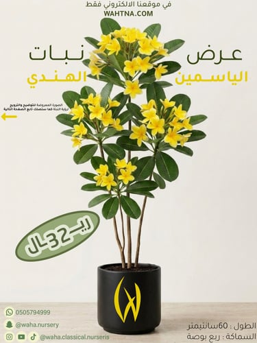 عرض | الياسمين الهندي