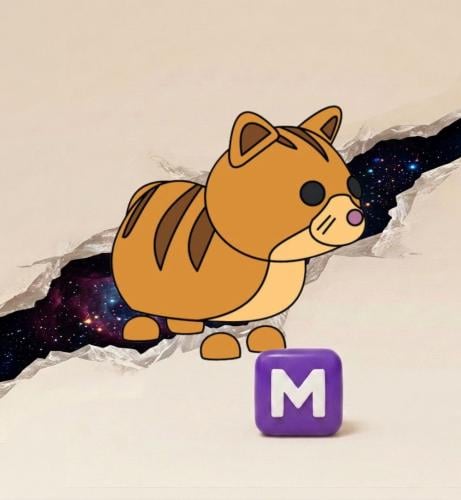 Ginger cat M - قط زنجبيلي ادوبت مي