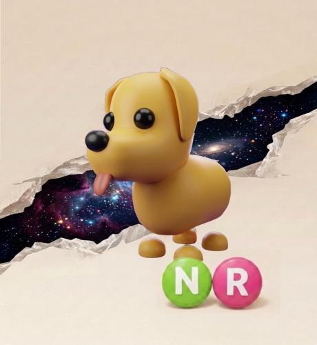 dog NR - كلب ادوبت مي