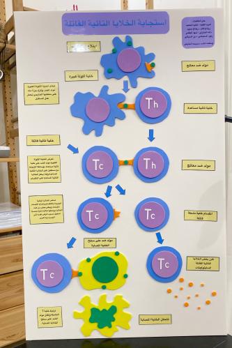 Cell response model