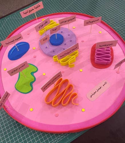 مجسم الخلية النباتية والحيوانية