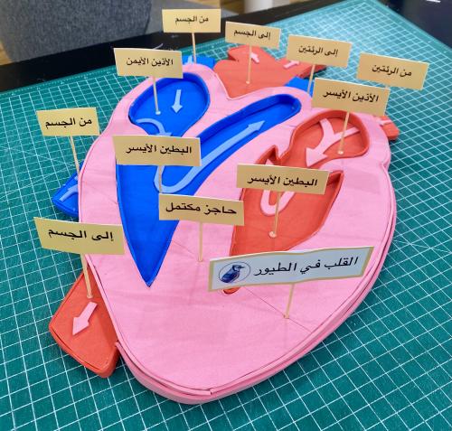 مجسم لقلب الطيور