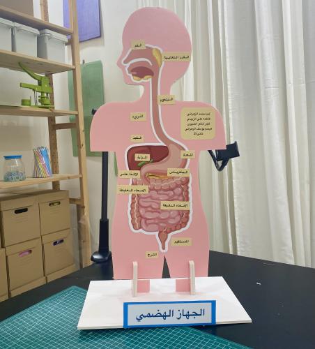 مجسم الجهاز الهضمي