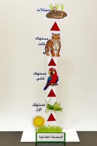 مجسم السلسلة الغذائية