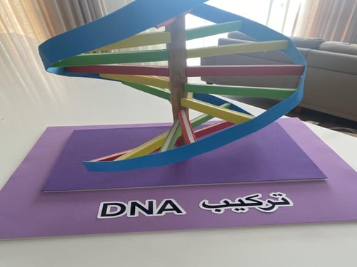 مجسم تركيب DNA