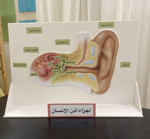 مجسم أذن الانسان