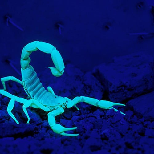 كشاف عقارب ازرق