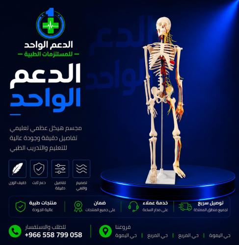 Human skeleton model 170 cm