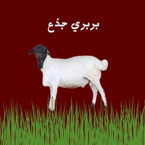 بربري جذع شامل التوصيل