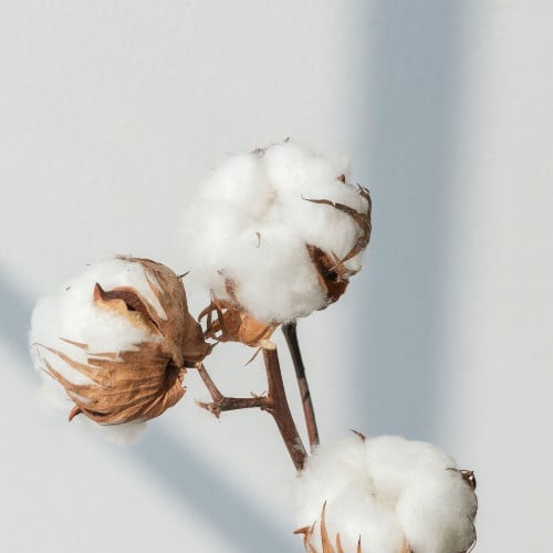 زيت القطن الابيض العطري