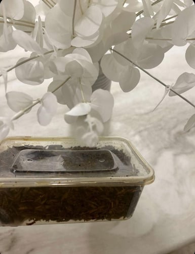 بخور جيزاني نص كيلو