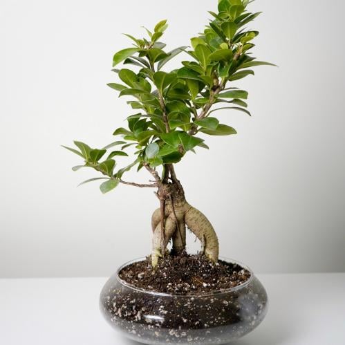 شتلة بونساي