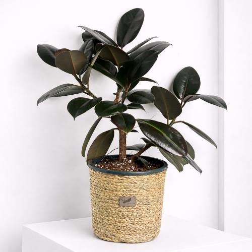 فيكس مطاط كبير