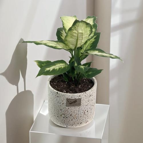 شتلة ديفنباخيا