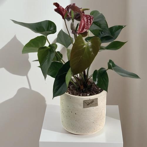 شتلة الانتوريوم الفاخرة بني حوض ترافنتينو