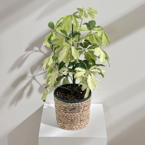 شتلة شيلفيرا فارجيتا