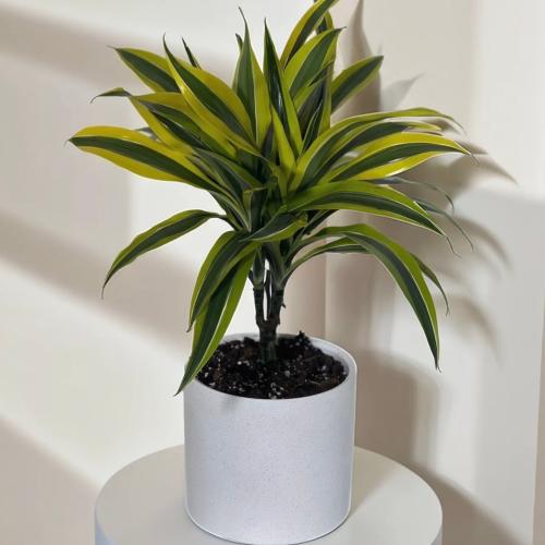 دارسينا ليمون لايم حوض ابيض ( كبير )