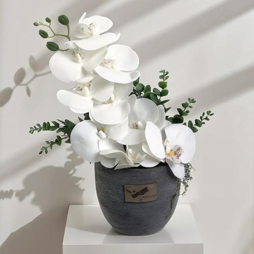 فازة نقاء الاوركيد