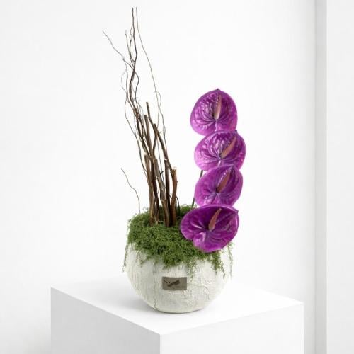 فازة الدلال