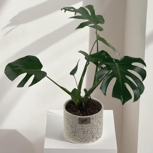 شتلة القفص الصدري