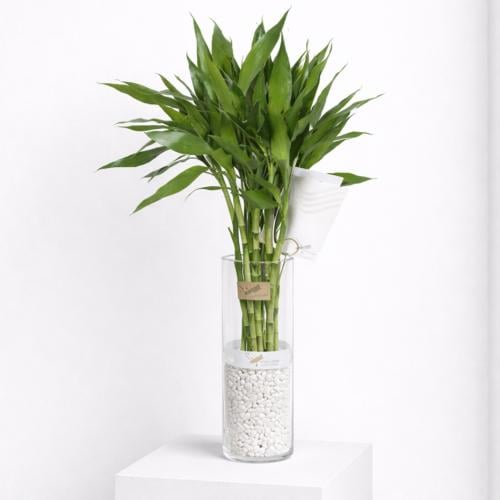 ساق البامبو كبيرة