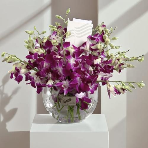 فازة بيبي اوركيد