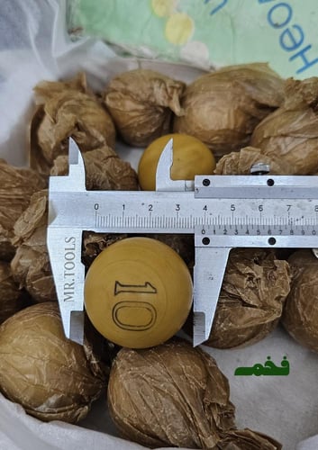 كوره واحده سوفيتيه قديمة خامة لصنع السبح حجم الكور...