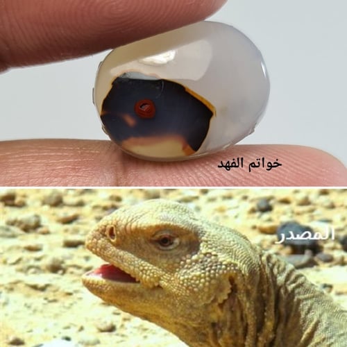 عقيق مصور رأس جمل و رأس ضب سبحان الله عقيق يمني طب...