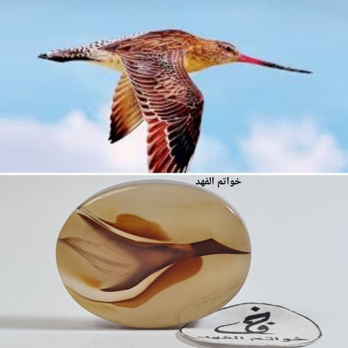 عقيق مصور طير نادر عقيق يمني طبيعي راهي سبحان الله...