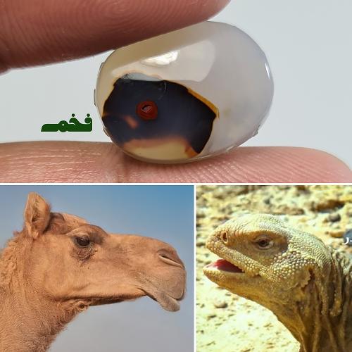 عقيق مصور رأس جمل و رأس ضب سبحان الله عقيق يمني طب...