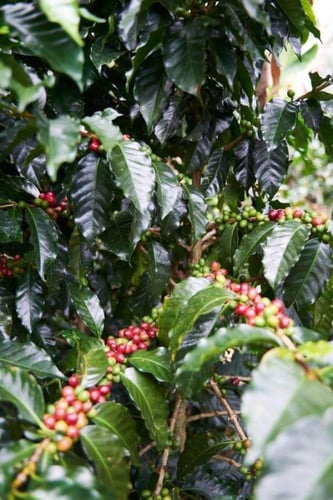 Brazil Caixa De Frutas Coffee Beans 200g