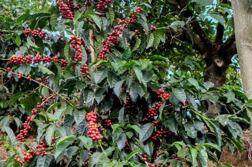 Costa Rica Lapacaya Coffee Beans 200g