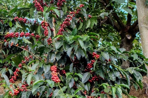 Costa Rica Lapacaya Coffee Beans 1 KG