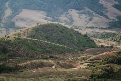 Colombia Huila Coffee Beans 1 KG