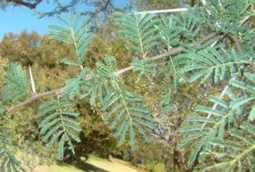 بذور شجرة السمر ( Acacia tortilis )