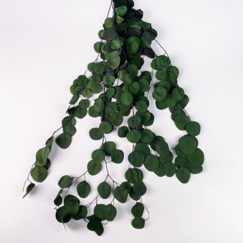 غصن خضار مجفف اخضر