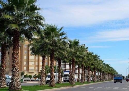 بذور نخيل واشنطوني- برتشارديا(Washingtonia)