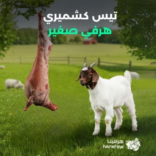 تيس كشميري هرفي صغير