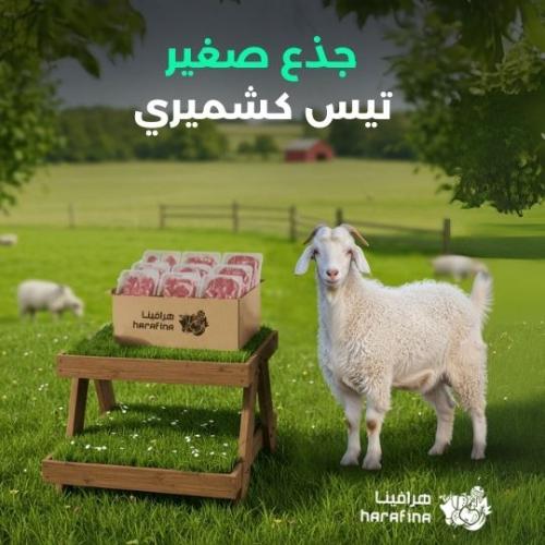 تيس كشميري جذع صغير