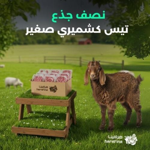 نصف تيس جذع كشميري صغير