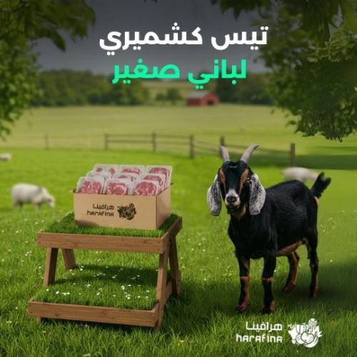 تيس كشميري لباني صغير