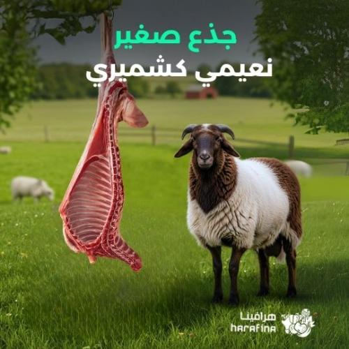 نصف نعيمي كشميري جذع صغير