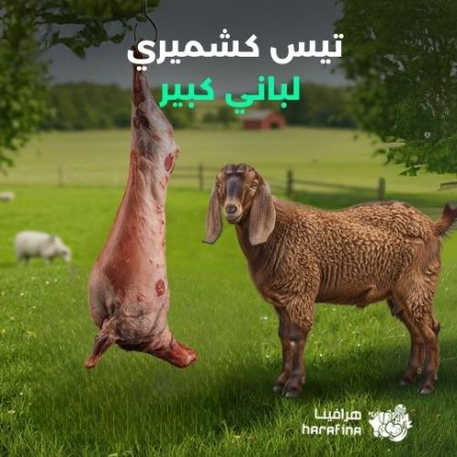 تيس كشميري لباني كبير