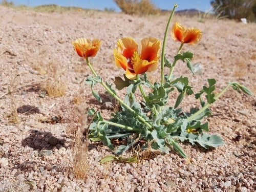شقر 200 بذرة Glaucium arabicum Fresen